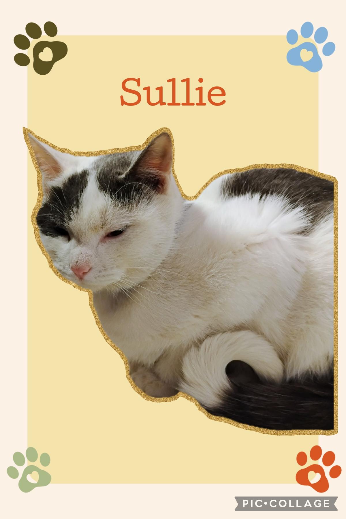 Enlarge Sullie, a ADOPTABLE Domestic Short Hair in Muncie, IN image 1/1