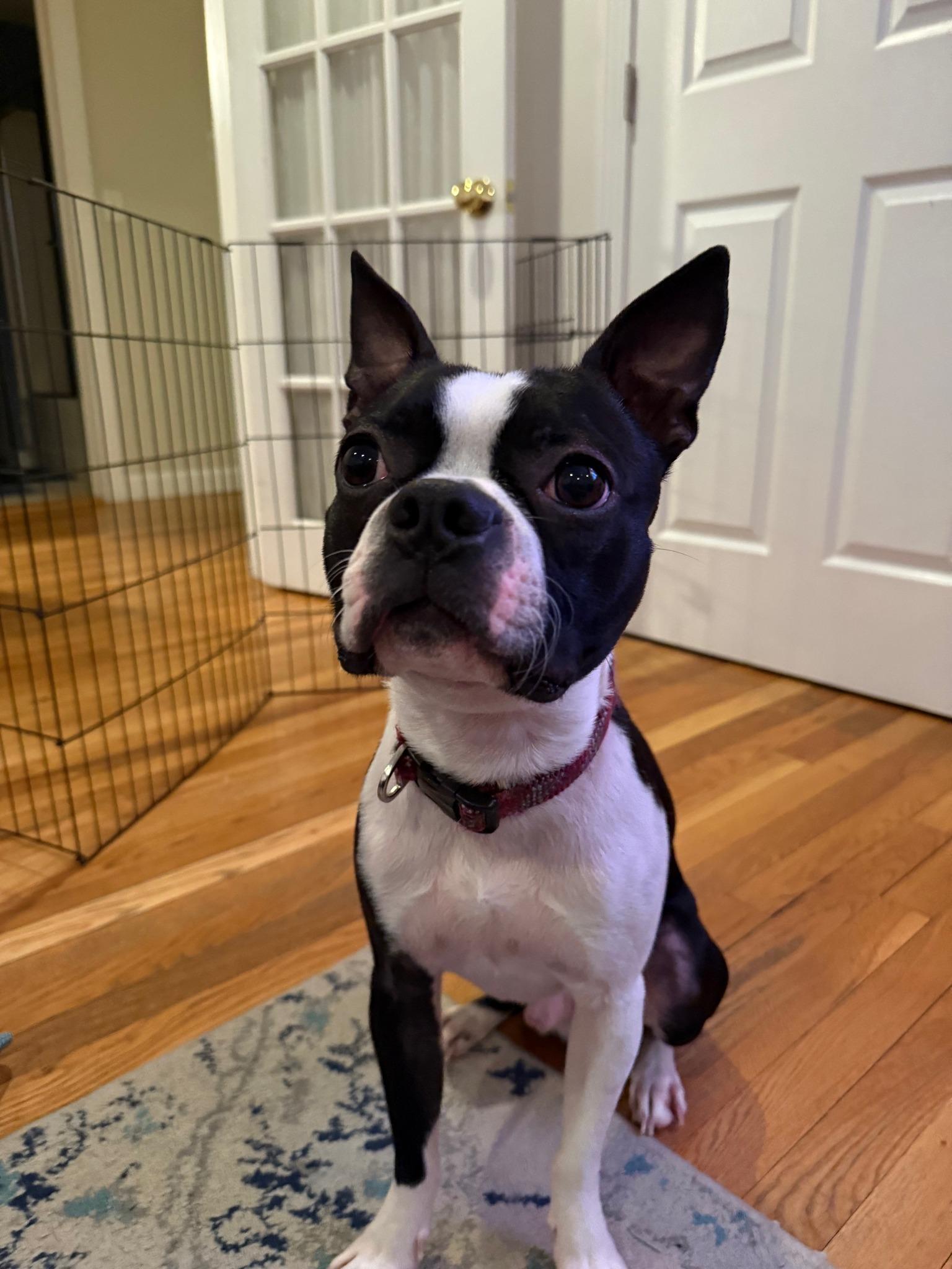Sonny, adopted, Young Male Boston Terrier.
