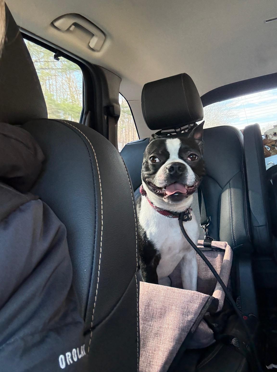 Enlarge Sonny, an adopted Boston Terrier in New York, NY image 2/2