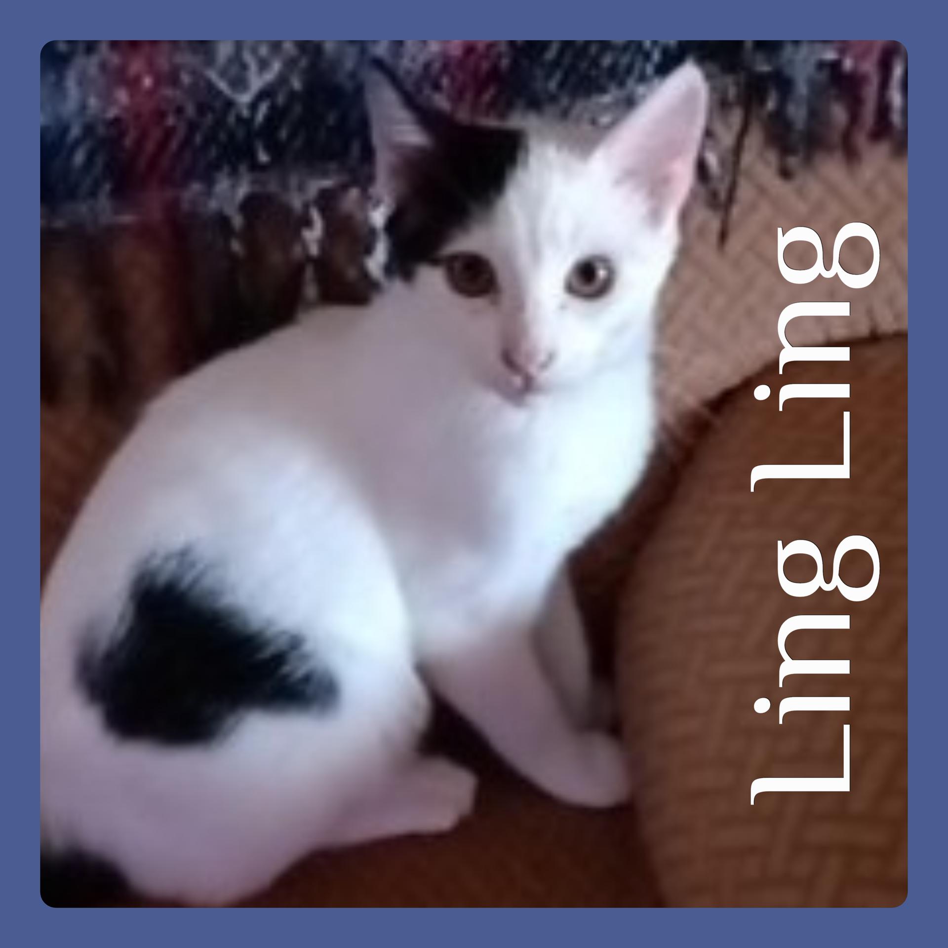 LING LING, Young Male Tabby