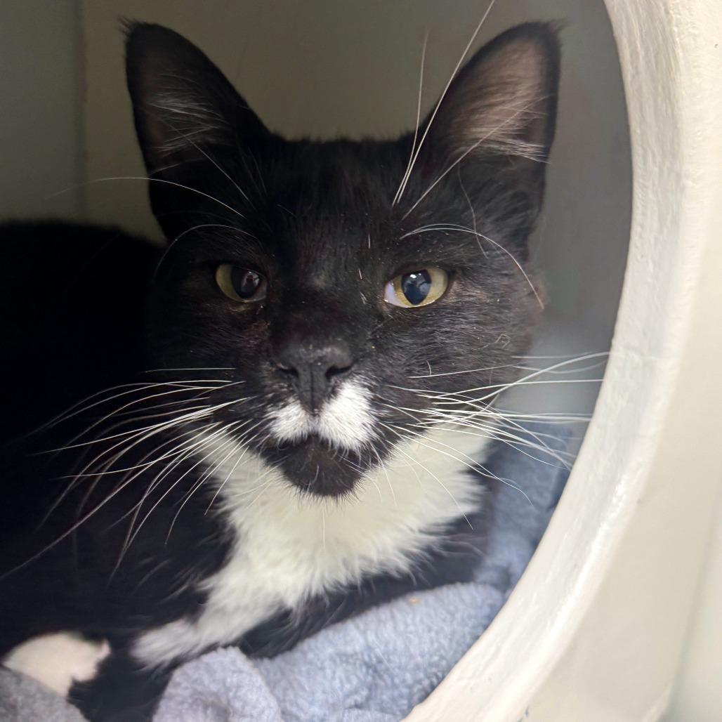 Velcro, Adoptable, Adult Female Domestic Short Hair & Domestic Short Hair.