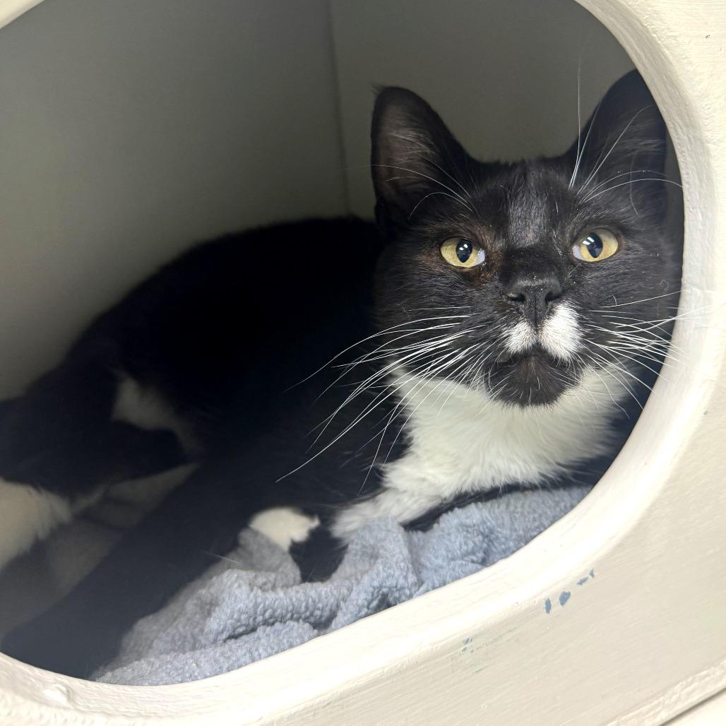 Enlarge Velcro, a Adoptable mixed breed in Woodinville, WA image 4/6