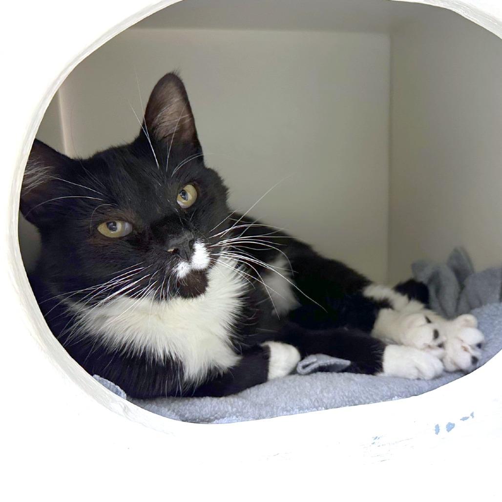 Enlarge Velcro, a Adoptable mixed breed in Woodinville, WA image 5/6