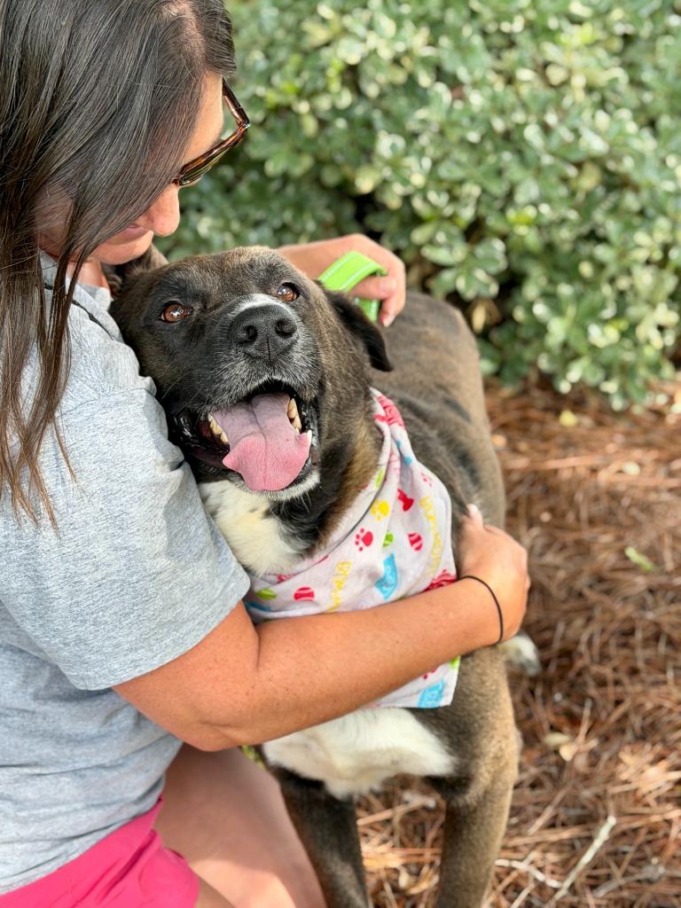 Enlarge Arthur, a Adoptable mixed breed in Hartsville, SC image 4/5