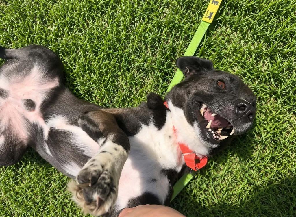 Enlarge Arthur, a Adoptable mixed breed in Hartsville, SC image 2/5