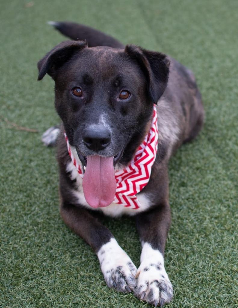 Enlarge Arthur, a Adoptable mixed breed in Hartsville, SC image 1/5