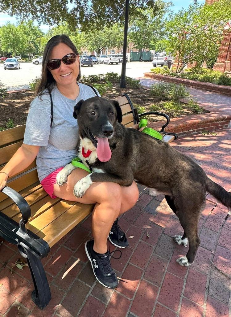 Enlarge Arthur, a Adoptable mixed breed in Hartsville, SC image 3/5
