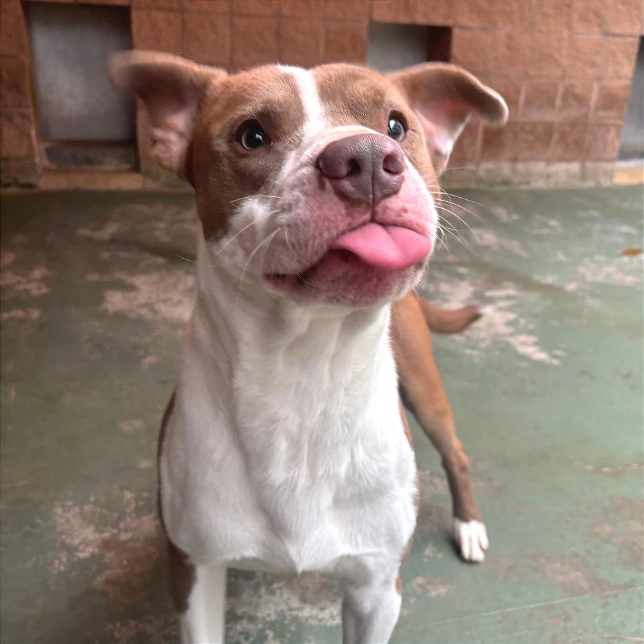 Enlarge Bart, a Adoptable Mixed Breed in Chattanooga, TN image 1/6