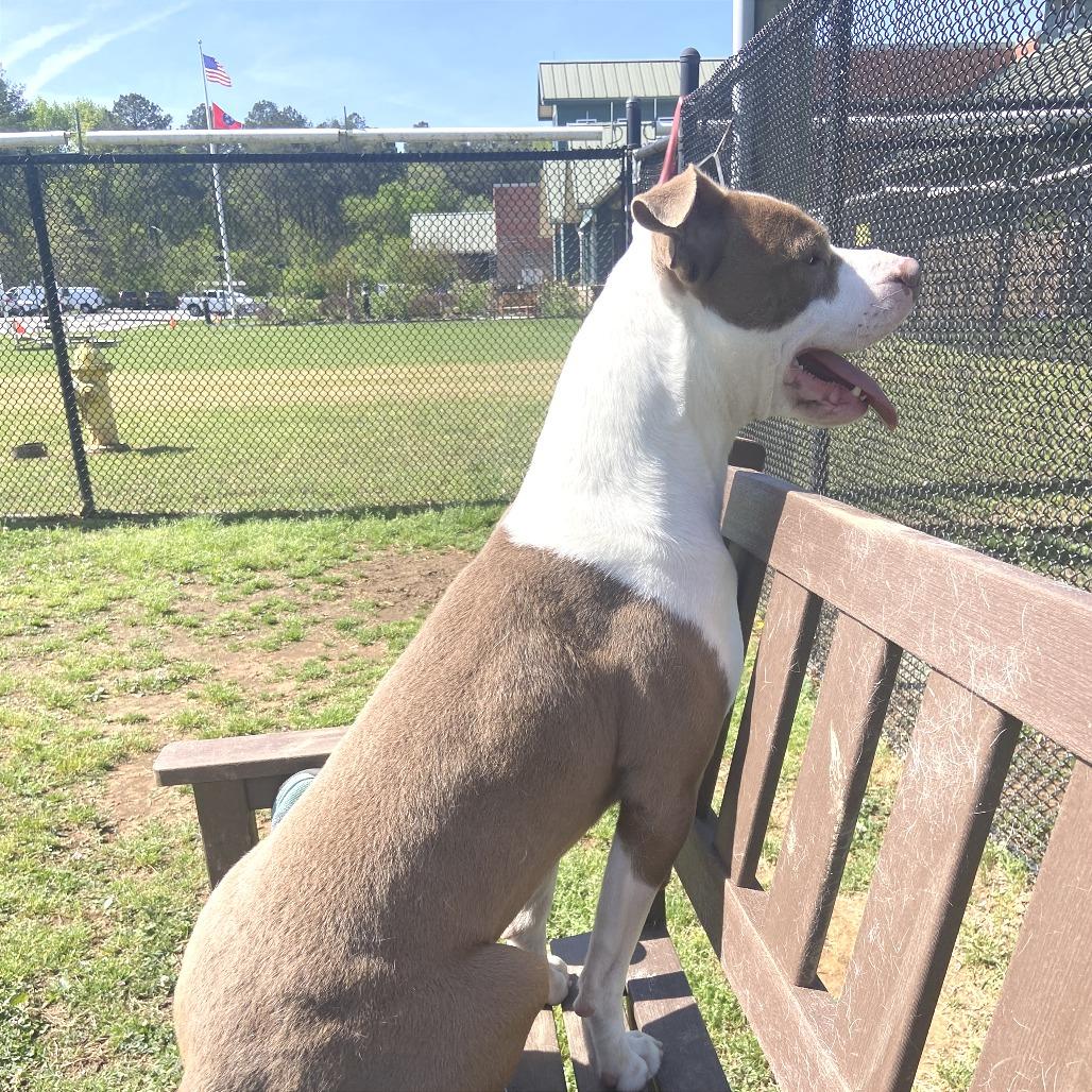 Enlarge Bart, a Adoptable Mixed Breed in Chattanooga, TN image 2/6