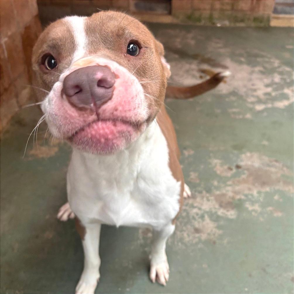 Enlarge Bart, a Adoptable Mixed Breed in Chattanooga, TN image 3/6