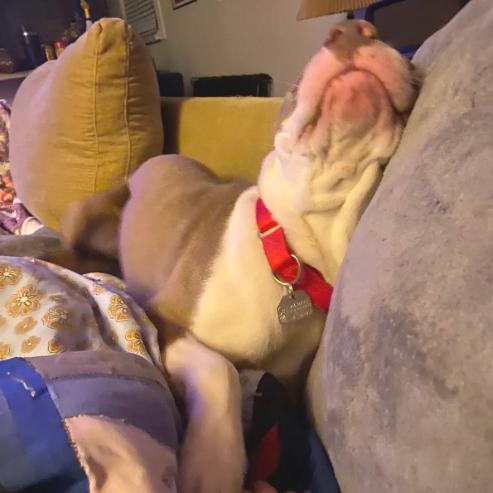 Bart, Adoptable, Adult Male Mixed Breed.