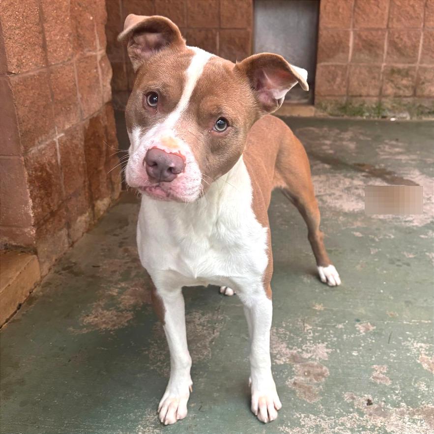 Enlarge Bart, a Adoptable Mixed Breed in Chattanooga, TN image 4/6