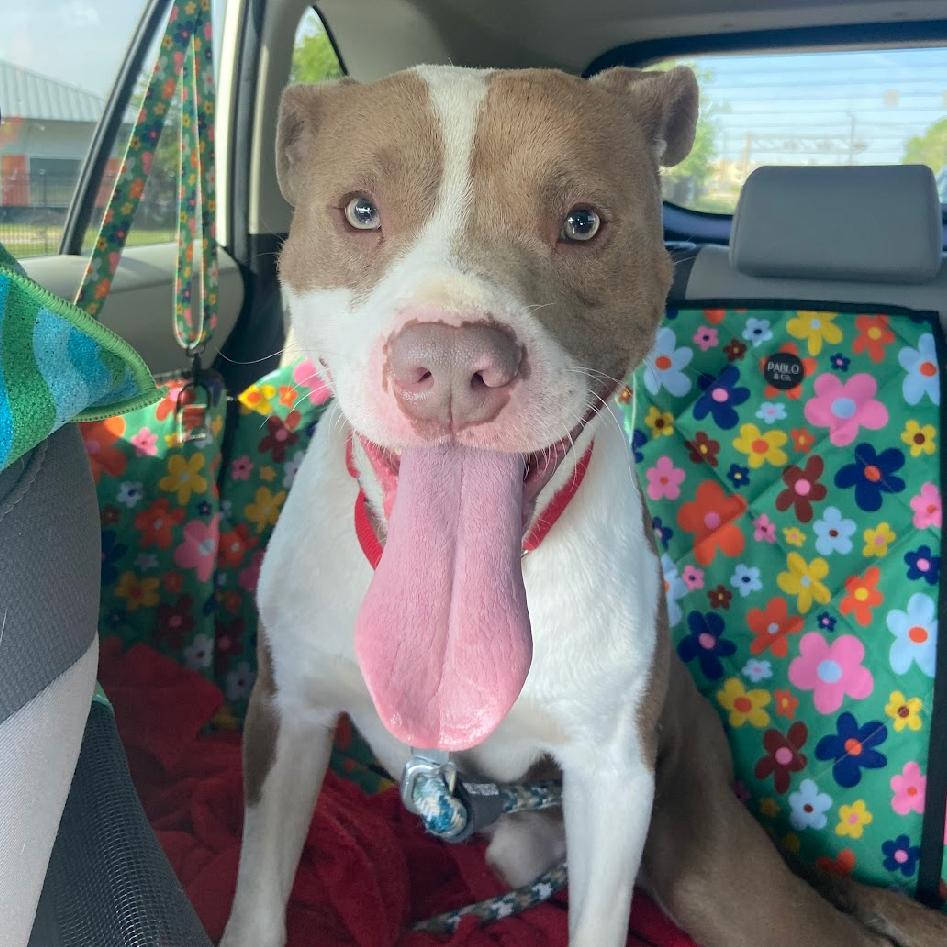 Enlarge Bart, a Adoptable Mixed Breed in Chattanooga, TN image 4/6