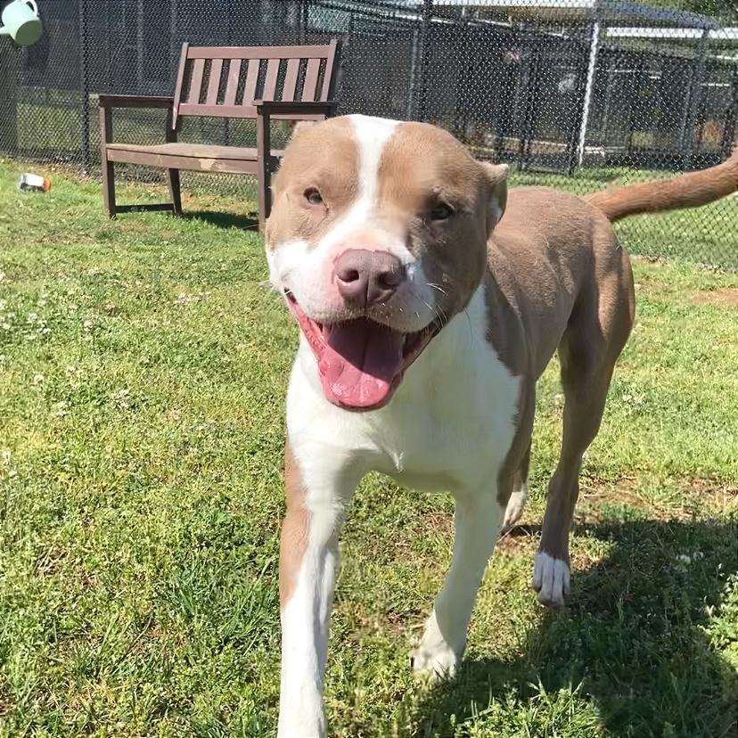 Enlarge Bart, a Adoptable Mixed Breed in Chattanooga, TN image 5/6