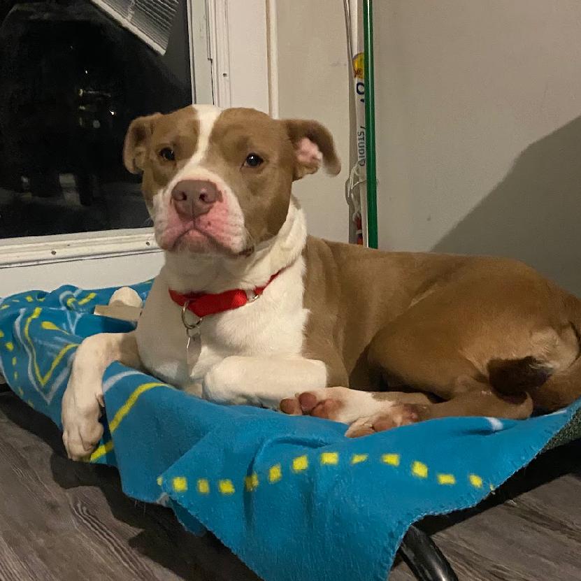 Enlarge Bart, a Adoptable Mixed Breed in Chattanooga, TN image 6/6