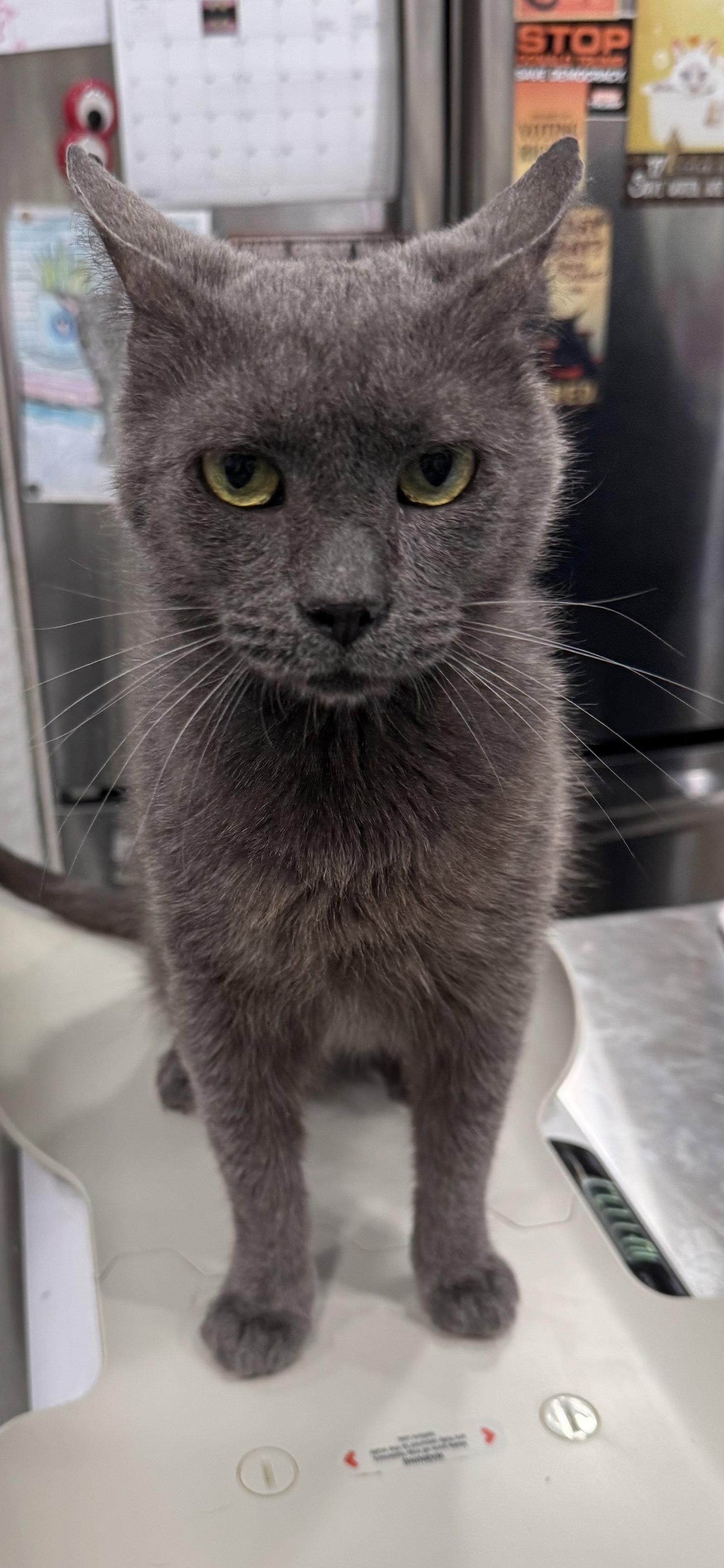 Skinner 4382, Adoptable, Young Male Domestic Short Hair.