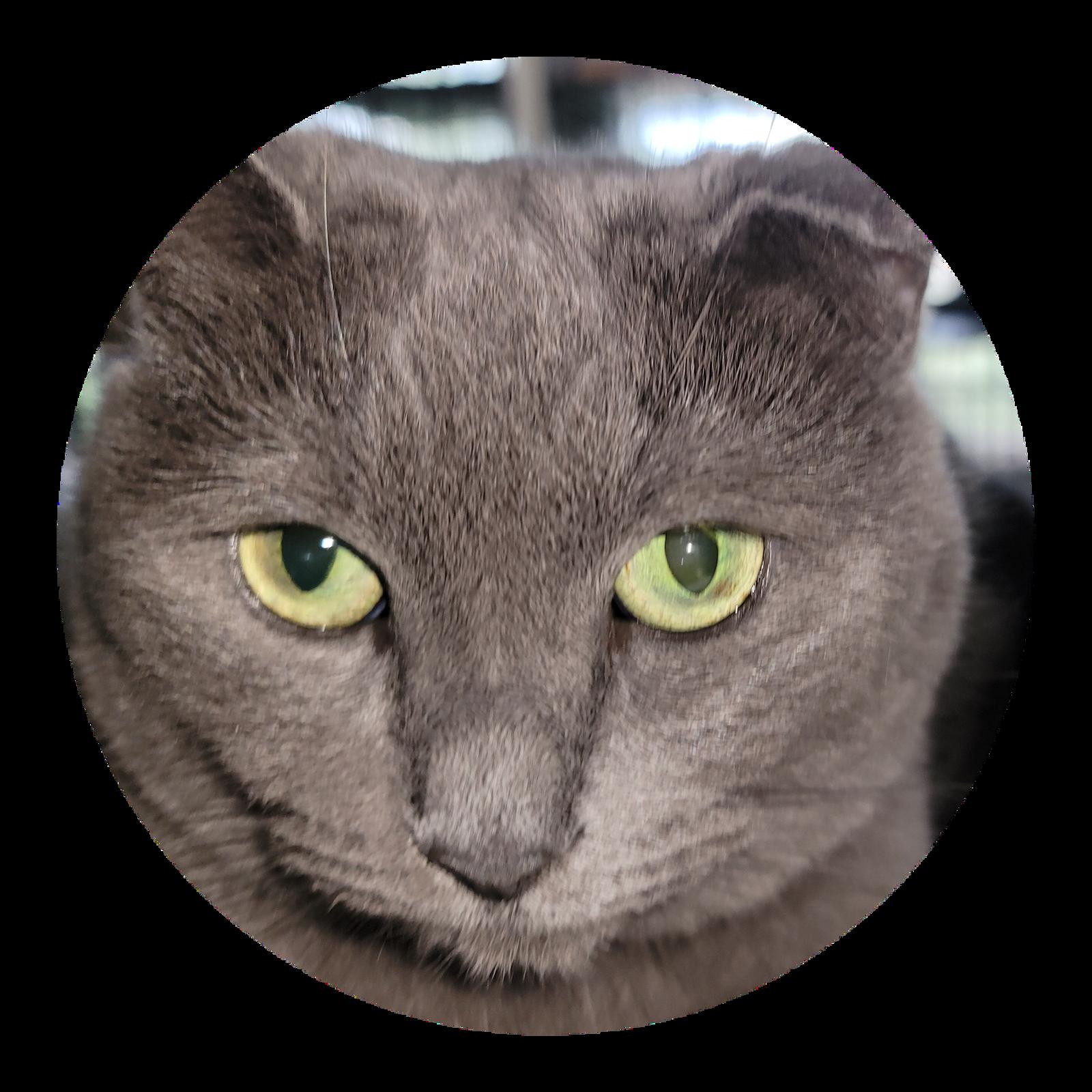 Enlarge Skinner 4382, a Adoptable Domestic Short Hair in Locust Grove, VA image 2/2