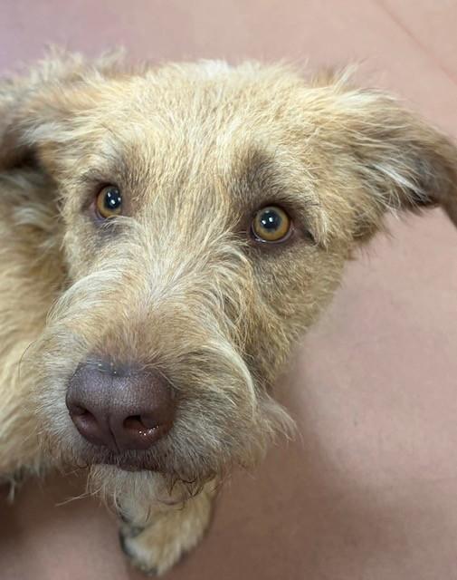 Shyloh, ADOPTABLE, Adult Female Terrier.