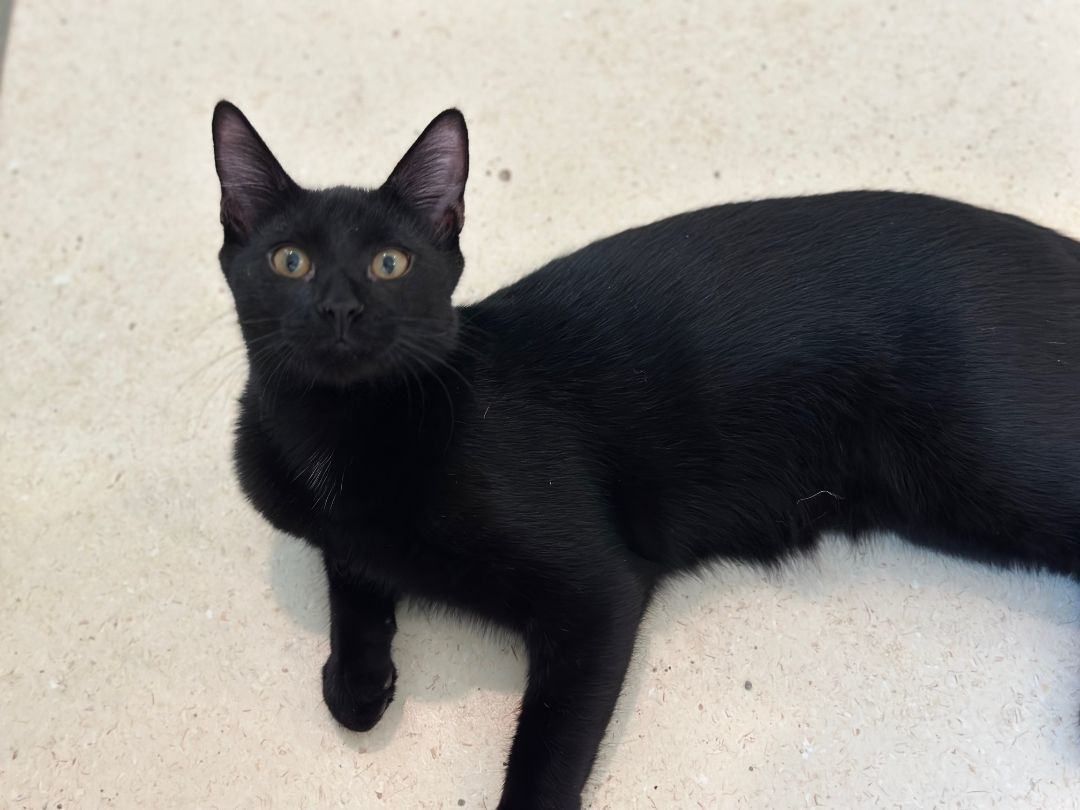 Pickles, Baby Male Domestic Short Hair