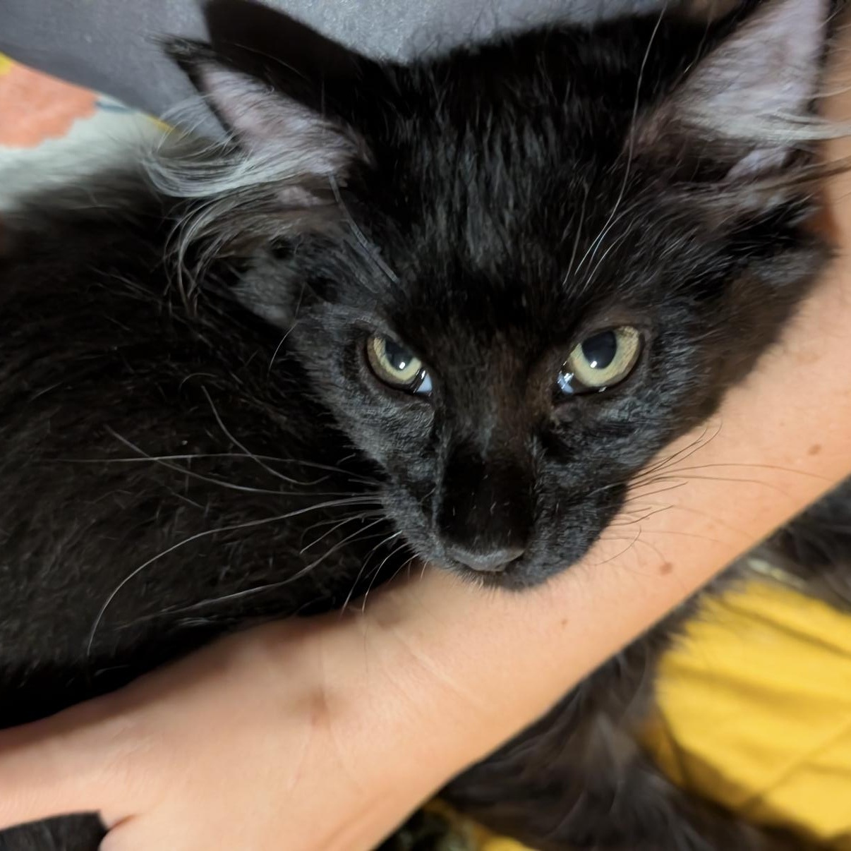 Fen, a ADOPTABLE mixed breed in Omaha, NE image 4/6