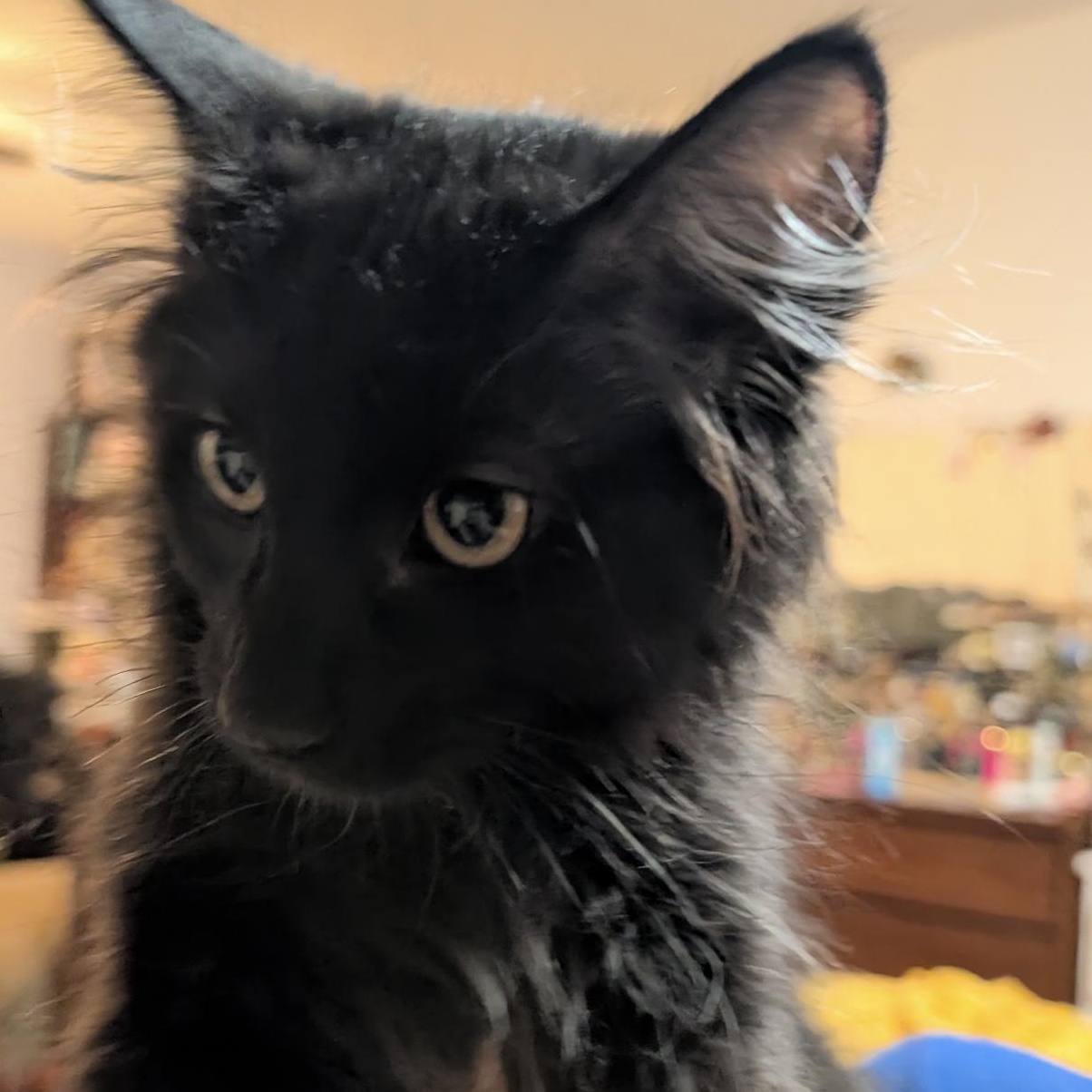 Fen, a ADOPTABLE mixed breed in Omaha, NE image 6/6