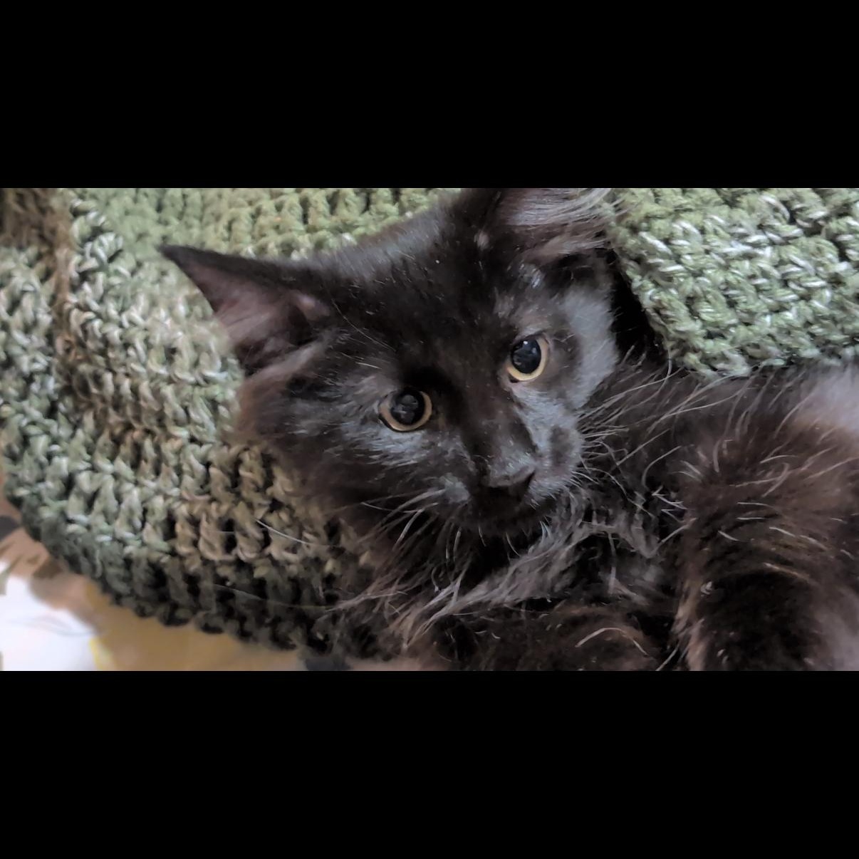 Fen, ADOPTABLE, Kitten Male Domestic Long Hair.