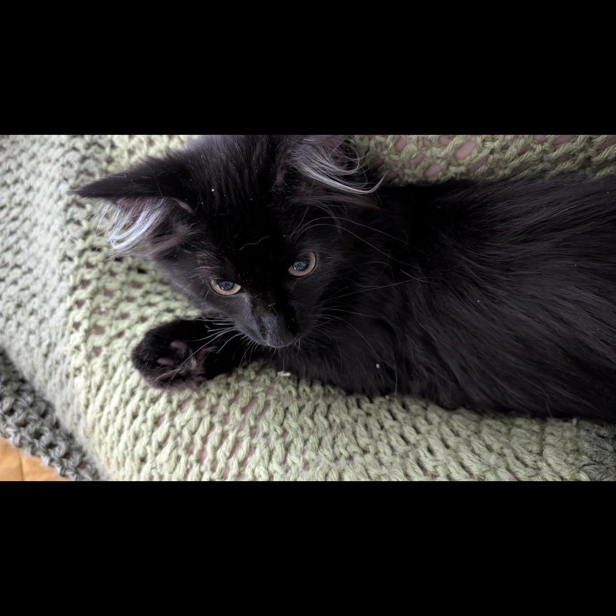 Fen, a ADOPTABLE mixed breed in Omaha, NE image 5/6
