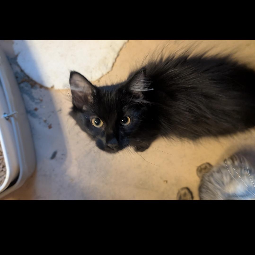 Fen, a ADOPTABLE mixed breed in Omaha, NE image 2/6