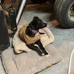 Enlarge Suzie, a ADOPTABLE mixed breed in Colcord, OK image 3/4