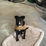 Enlarge Suzie, a ADOPTABLE mixed breed in Colcord, OK image 2/4