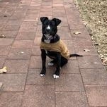 Enlarge Suzie, a ADOPTABLE mixed breed in Colcord, OK image 4/4