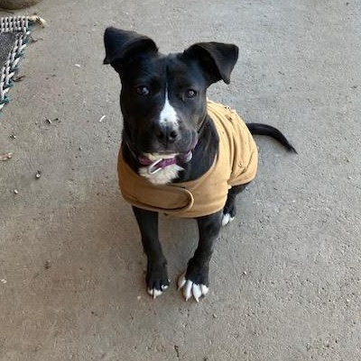 Suzie, ADOPTABLE, Young Female American Staffordshire Terrier & Black Labrador Retriever.