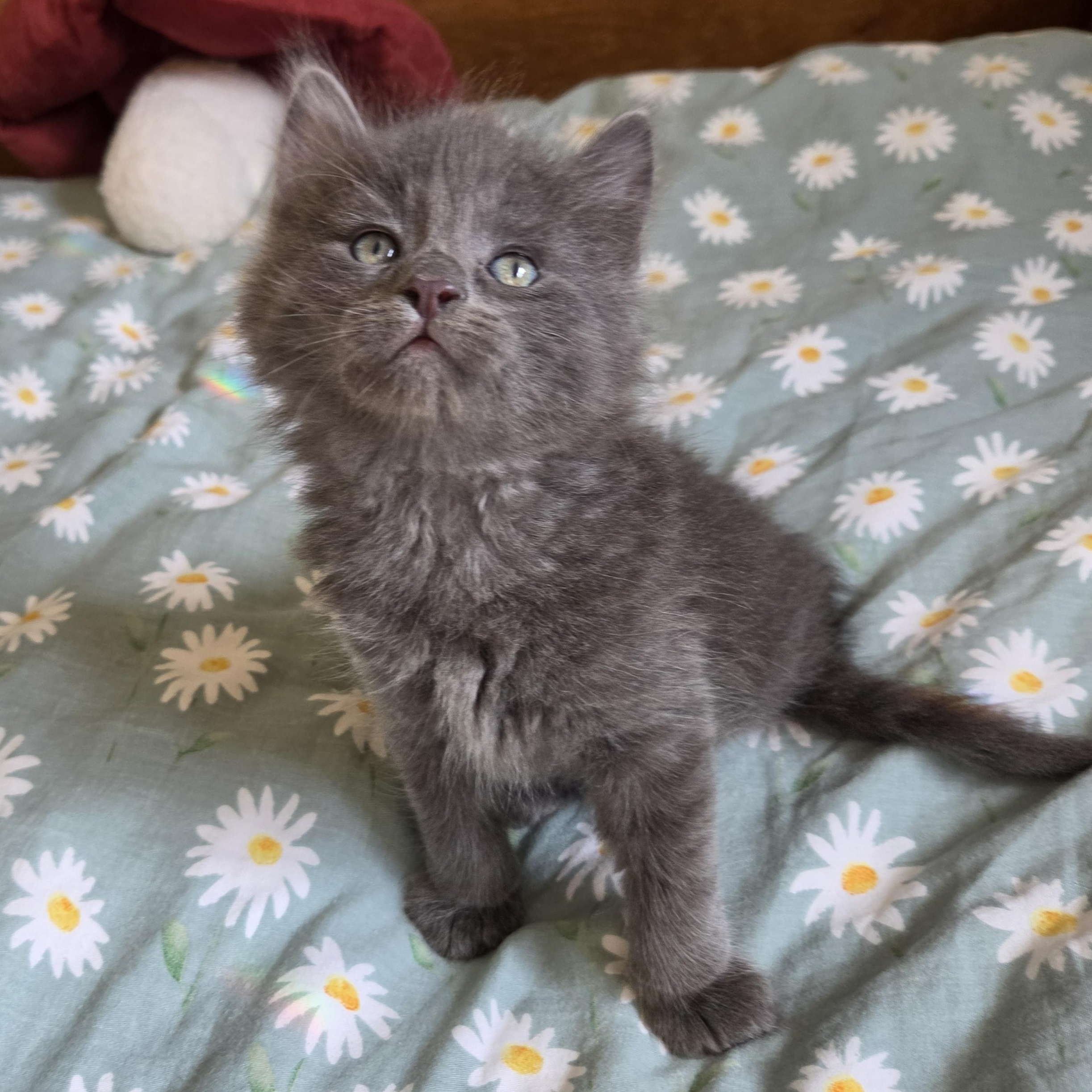 Enlarge Calcifer, a Adopted mixed breed in Fort Oglethorpe, GA image 1/4
