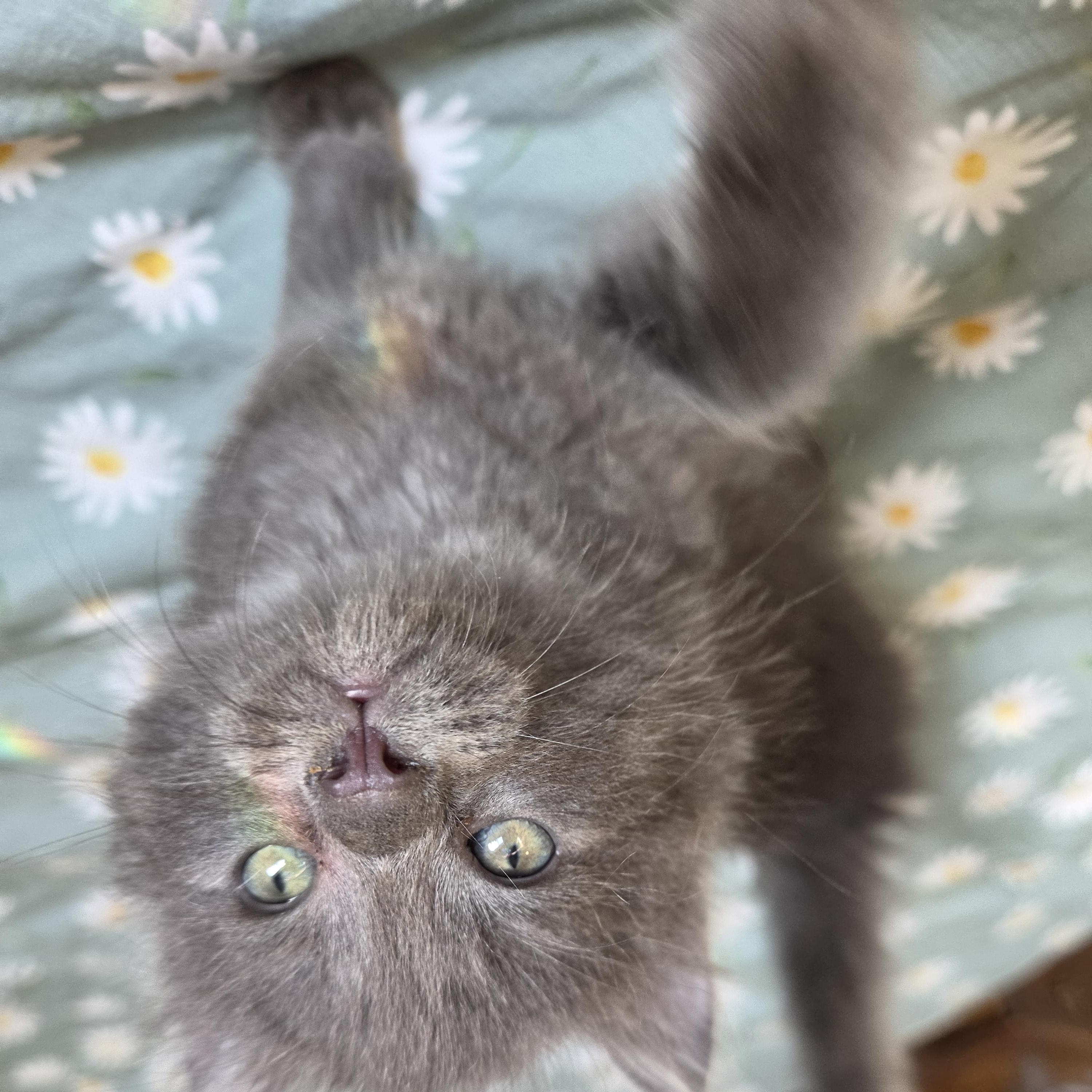 Enlarge Calcifer, a Adopted mixed breed in Fort Oglethorpe, GA image 4/4