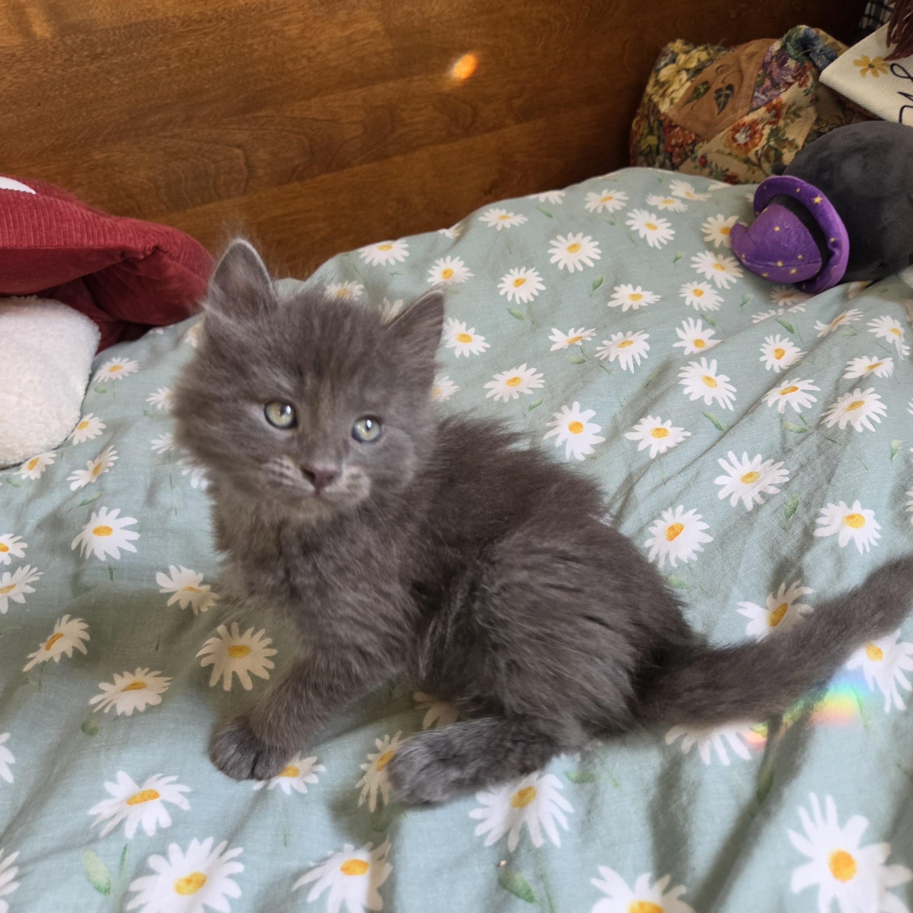 Enlarge Calcifer, a Adopted mixed breed in Fort Oglethorpe, GA image 2/4