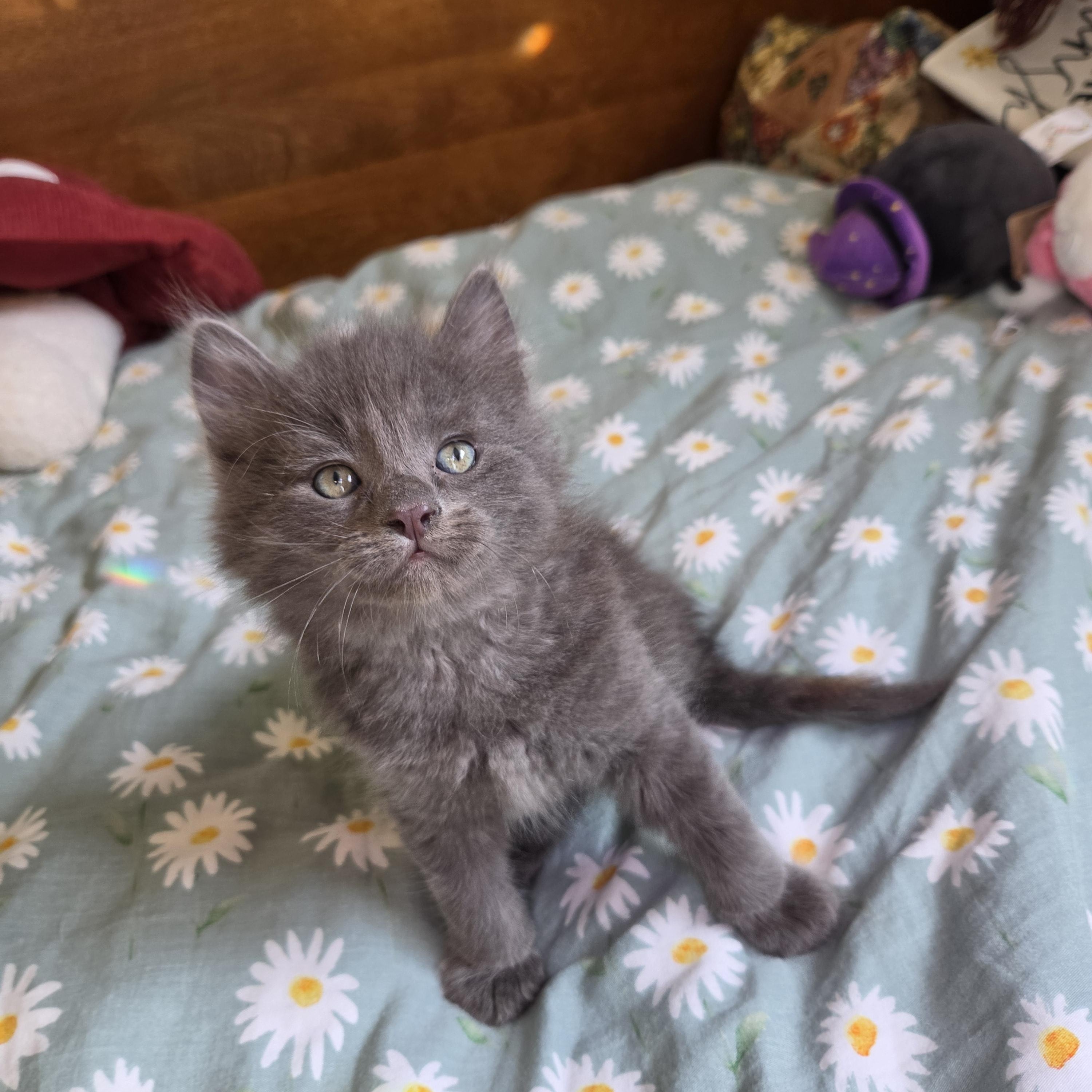 Enlarge Calcifer, a Adopted mixed breed in Fort Oglethorpe, GA image 3/4