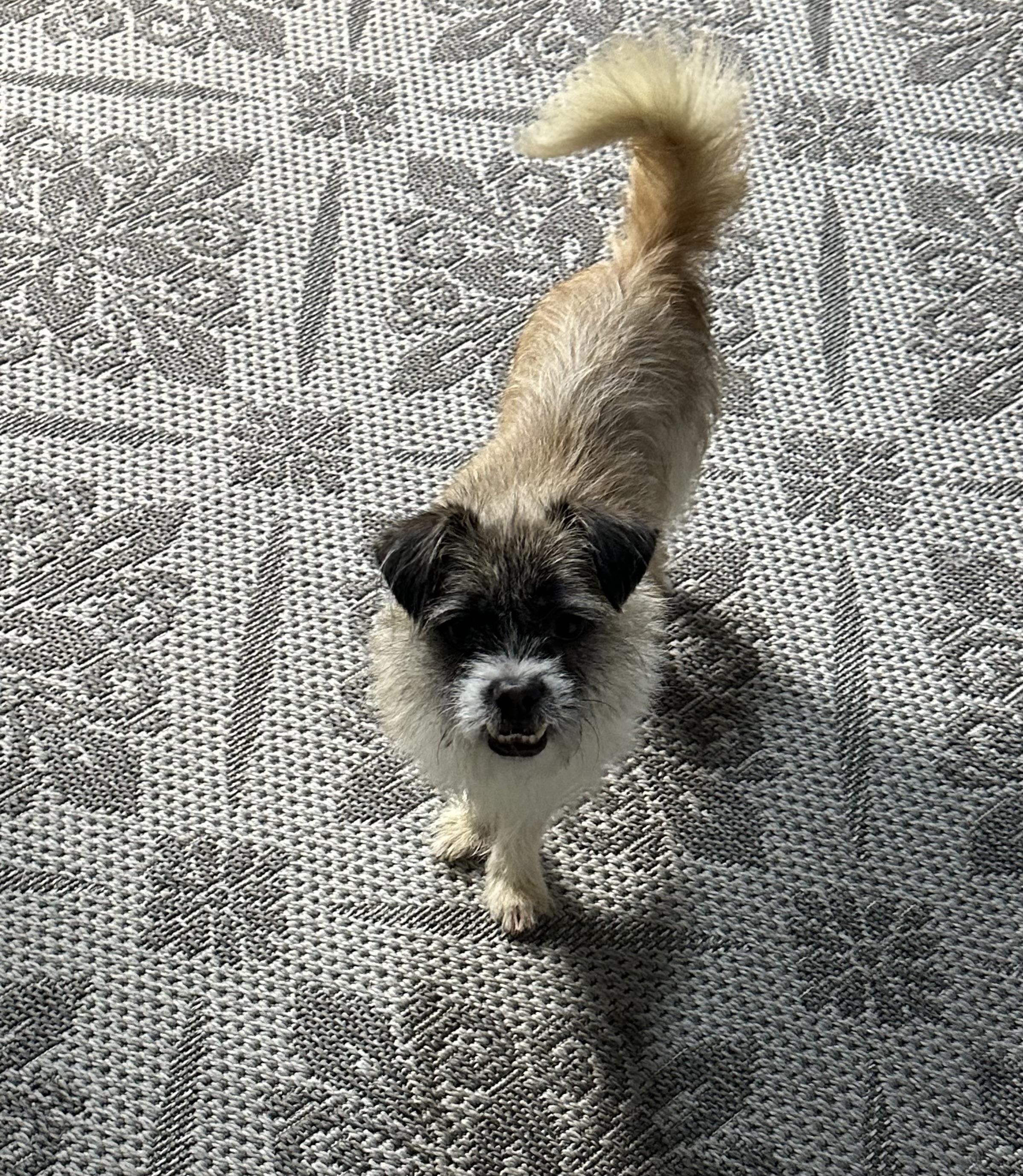 Enlarge Clefford, a Adopted mixed breed in merrillville, IN image 1/6