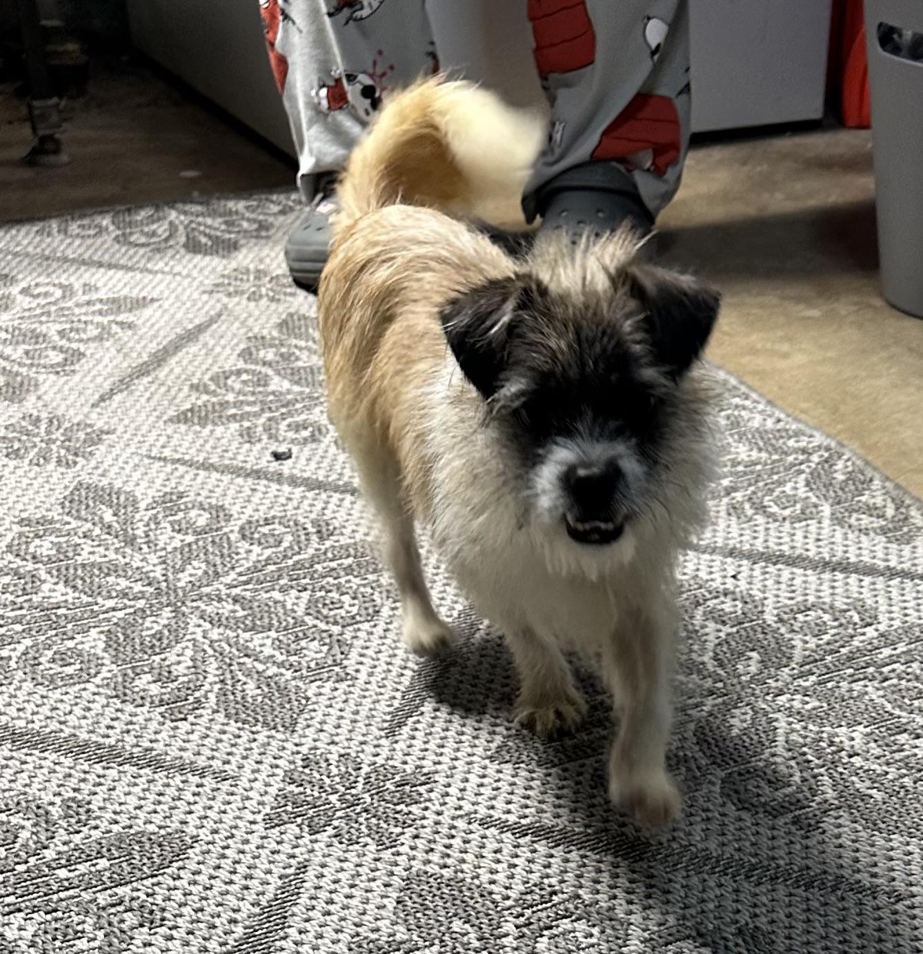 Enlarge Clefford, a Adopted mixed breed in merrillville, IN image 2/6