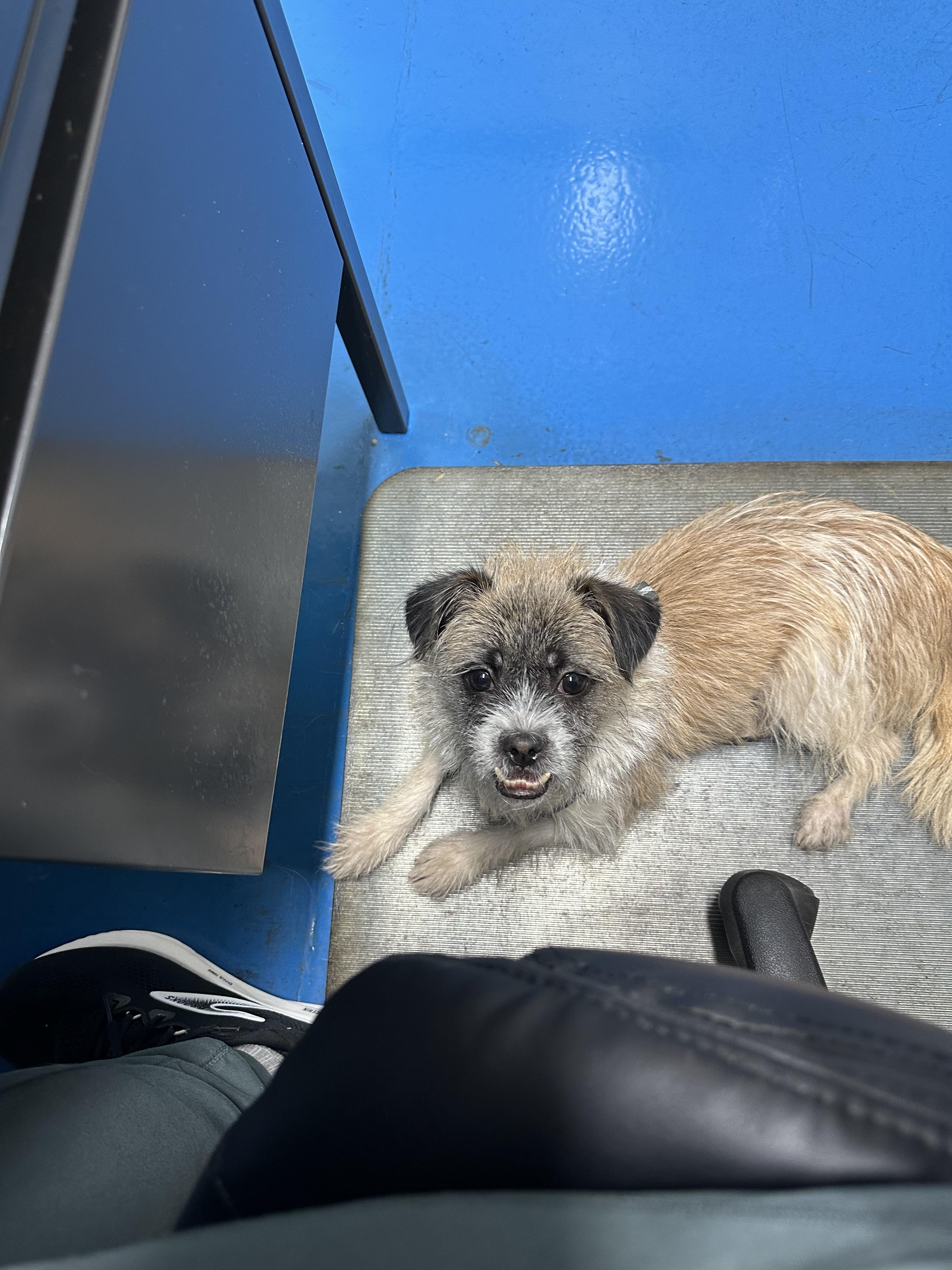 Enlarge Clefford, a Adopted mixed breed in merrillville, IN image 3/6