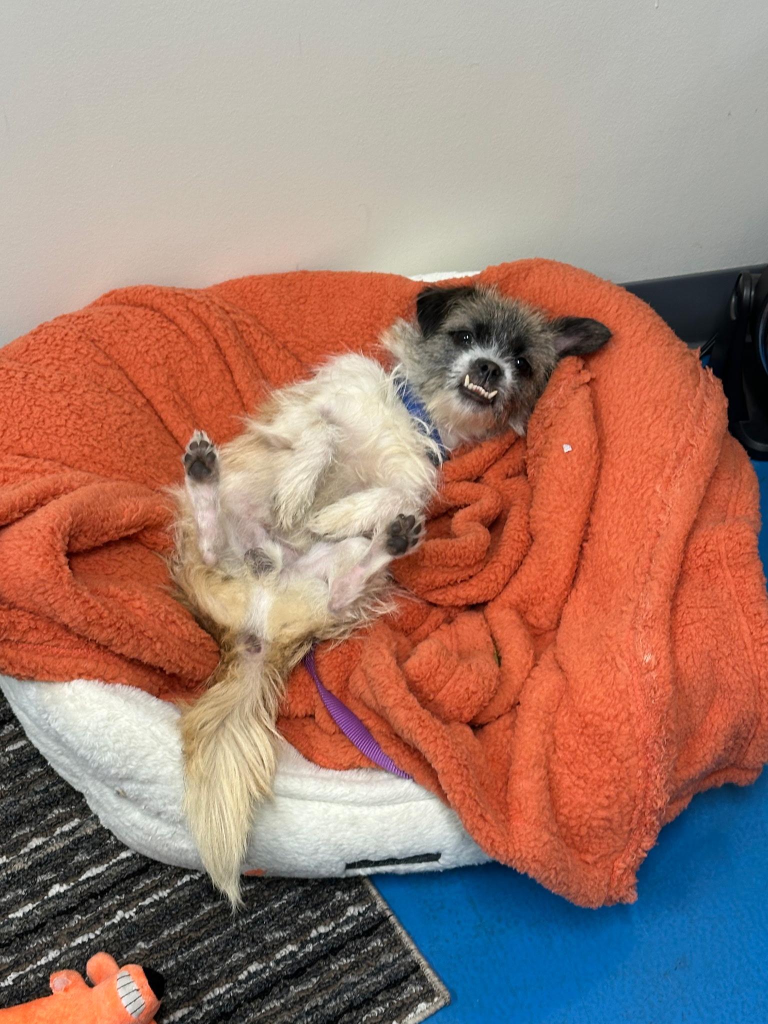 Enlarge Clefford, a Adopted mixed breed in merrillville, IN image 5/6