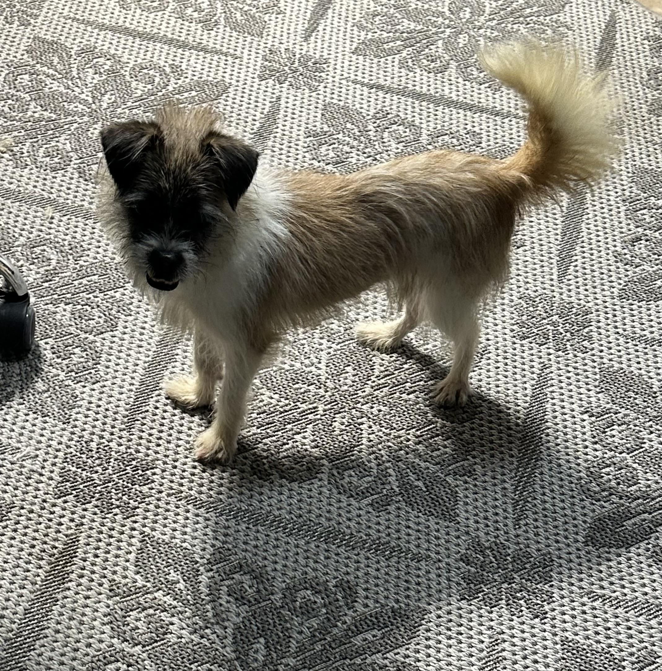 Enlarge Clefford, a Adopted mixed breed in merrillville, IN image 6/6