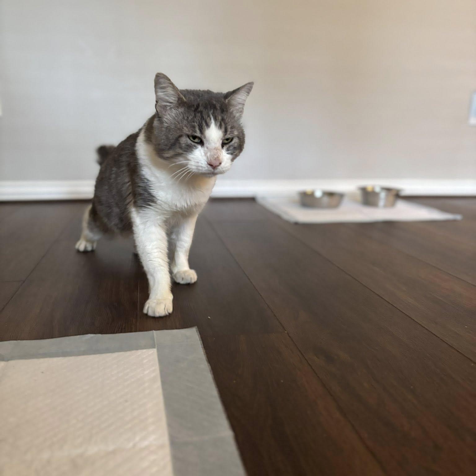 Diesel, Adoptable, Adult Male American Shorthair.