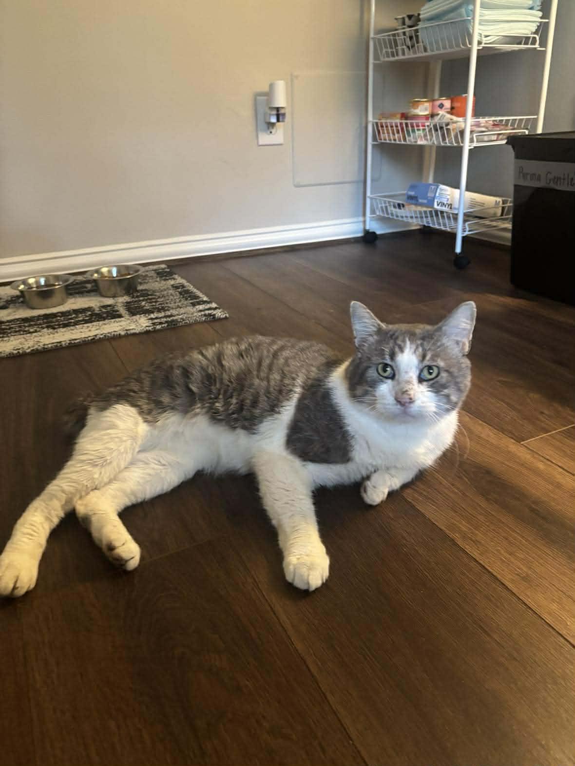 Diesel, a Adoptable American Shorthair in Spring, TX image 2/6