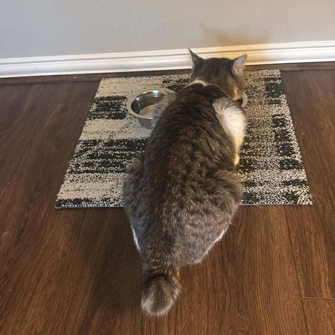 Diesel, a Adoptable American Shorthair in Spring, TX image 3/6