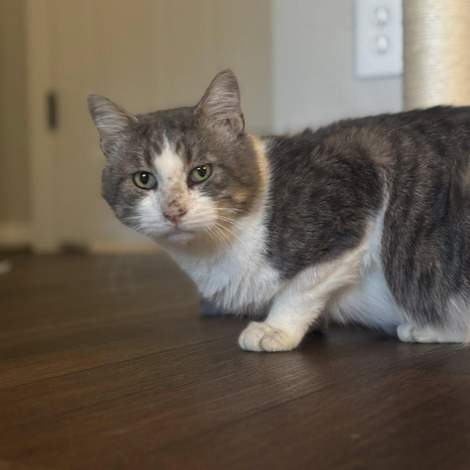 Diesel, a Adoptable American Shorthair in Spring, TX image 4/6