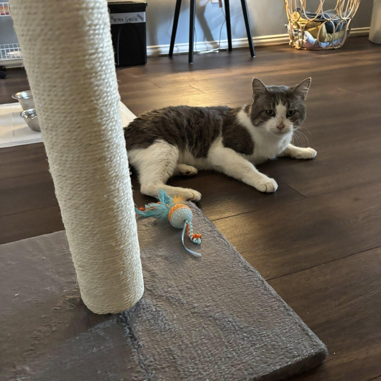 Diesel, a Adoptable American Shorthair in Spring, TX image 5/6