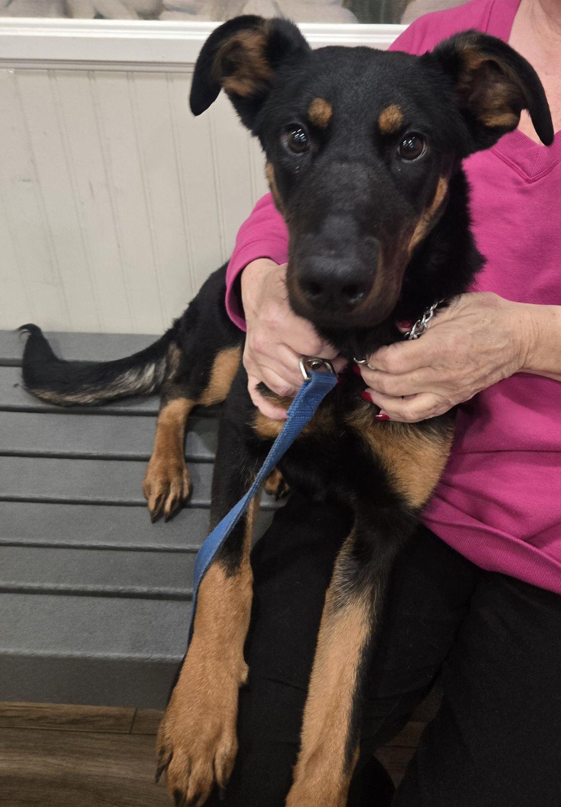 STAR, Adoptable, Young Female Doberman Pinscher & Australian Kelpie.