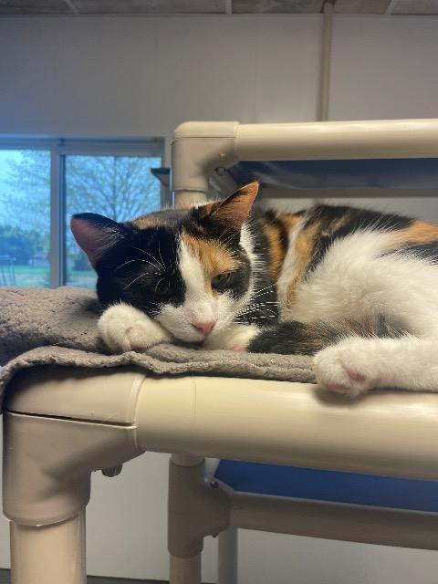 Chia, Adoptable, Young Female Calico.