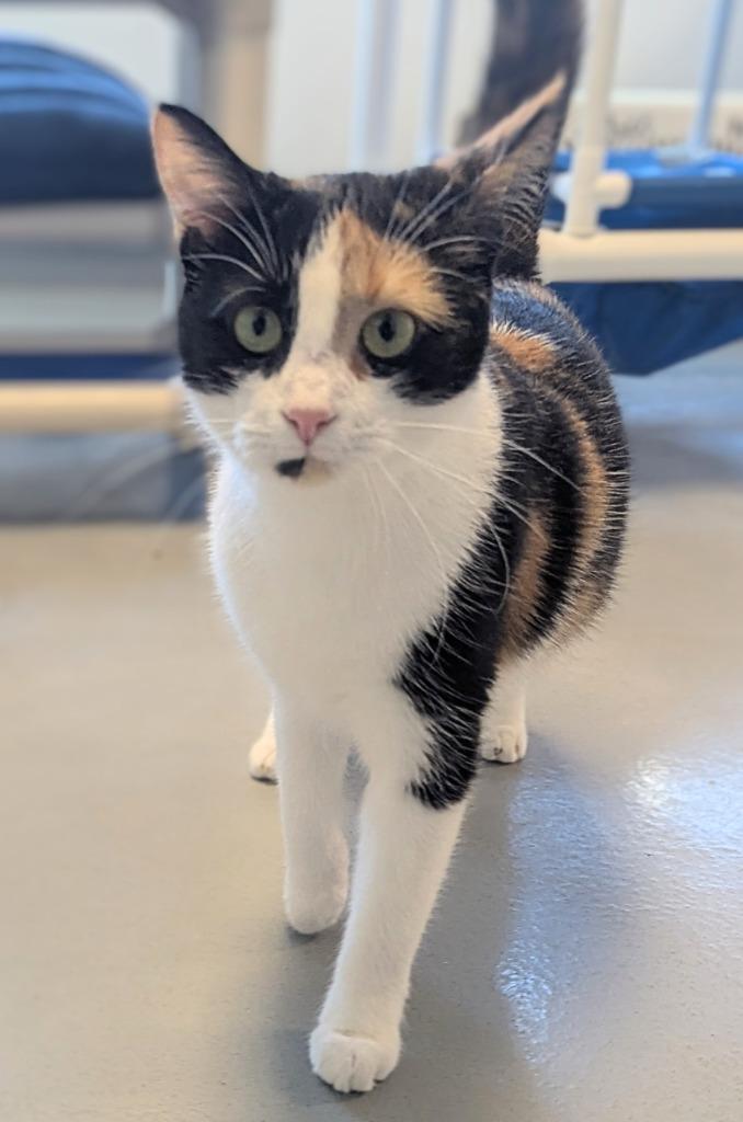Enlarge Chia, a Adoptable Calico in Barron, WI image 2/6