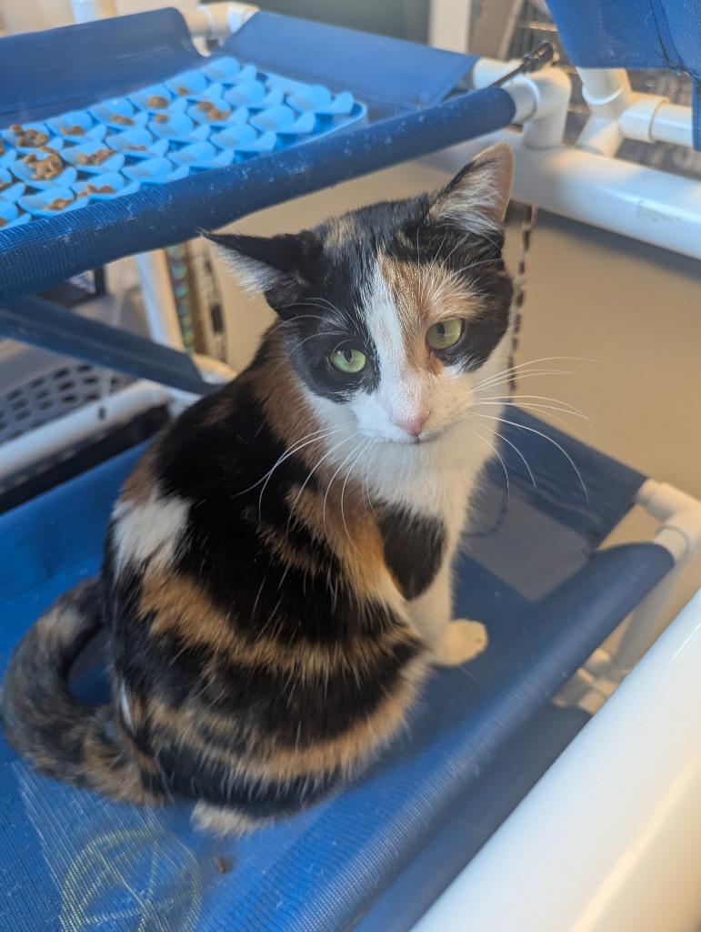 Enlarge Chia, a Adoptable Calico in Barron, WI image 3/6